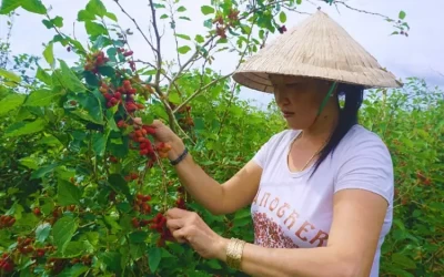 Vườn dâu tằm Ngọc Thái - Du lịch An Giang