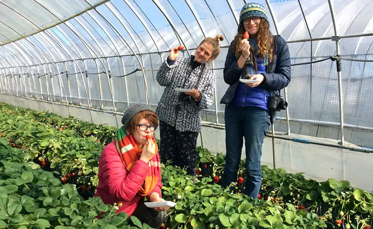 vườn dâu tây bà lan đà lạt