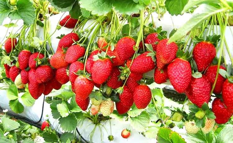 tour đồi chè cầu đất farm đà lạt 1 ngày tour đồi chè cầu đất farm đà lạt 1 ngày