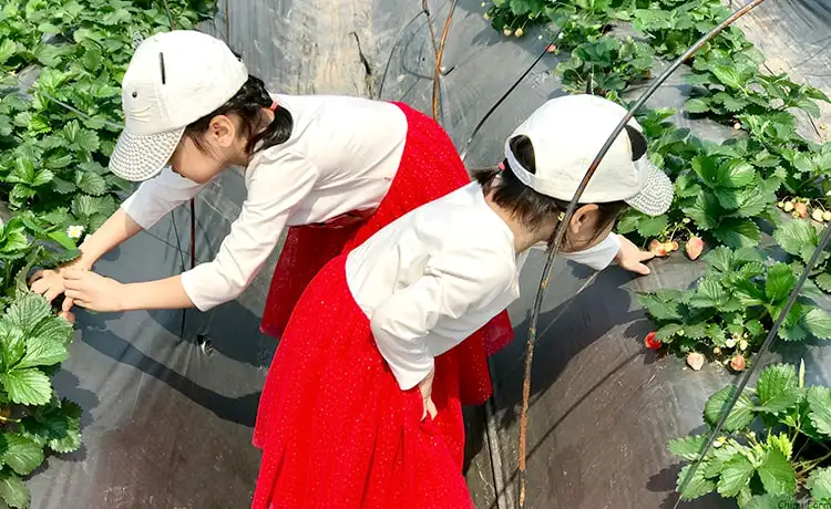 Vườn dâu Chimi Farm Mộc Châu