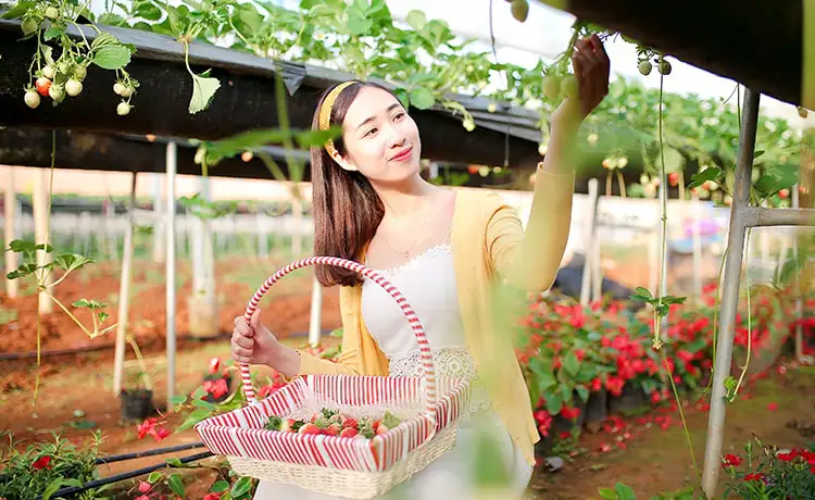 Vườn dâu Chimi Farm Mộc Châu