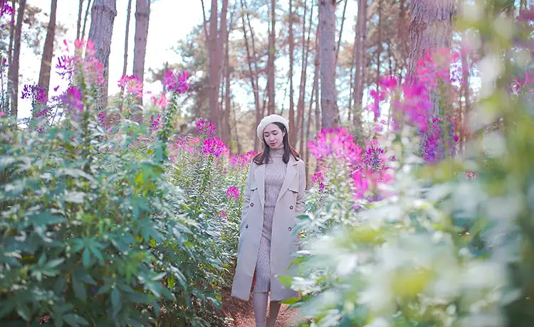 Vườn dâu Chimi Farm Mộc Châu