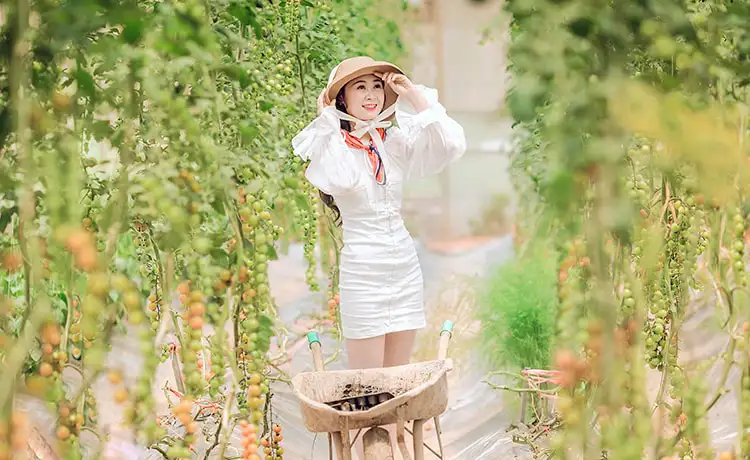 Vườn dâu Chimi Farm Mộc Châu