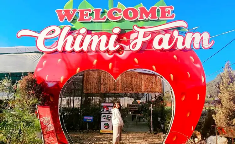 Vườn dâu Chimi Farm Mộc Châu