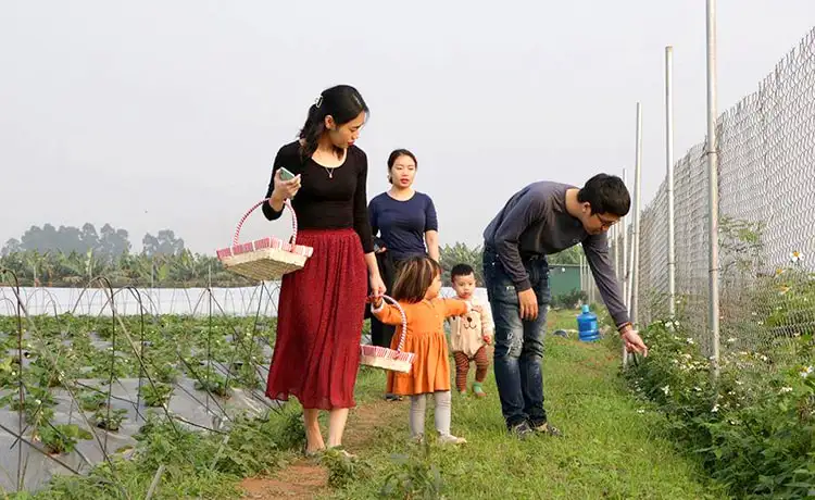 Vườn dâu Chimi Farm Mộc Châu