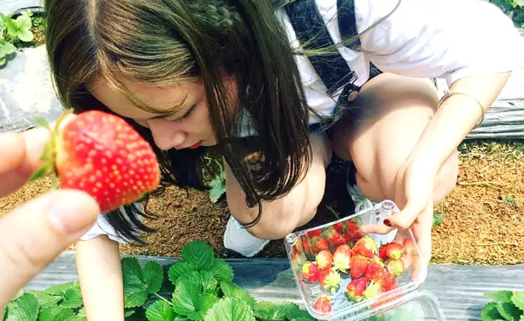 vườn dâu tây chú hùng đà lạt