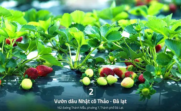 vườn dâu tây cô thảo đà lạt