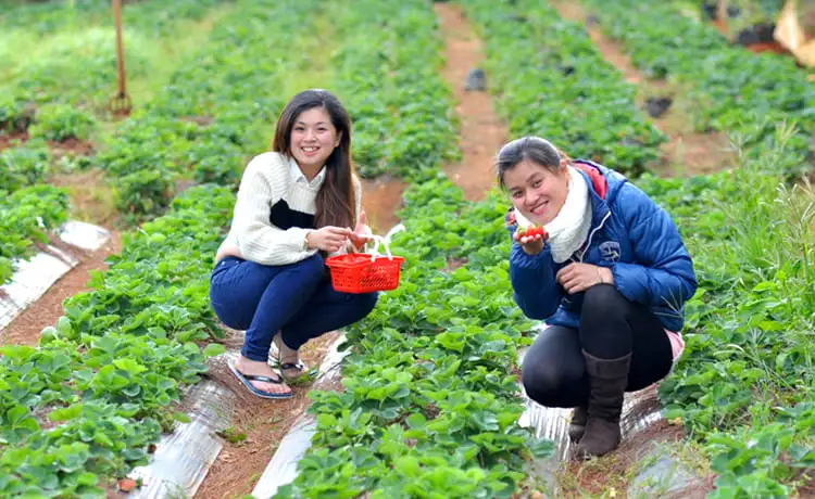 vườn dâu tây đà lạt