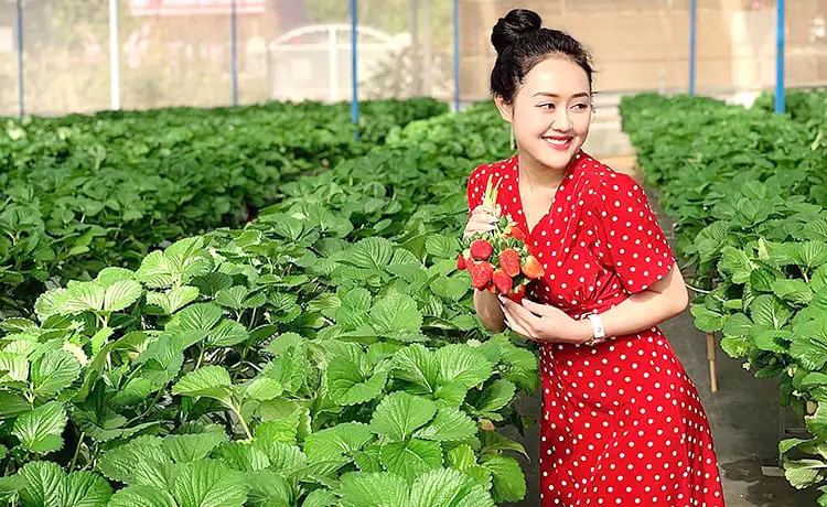 vườn dâu tây đà lạt