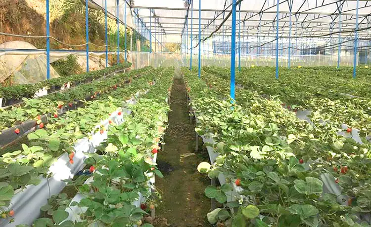 vườn dâu tây mỹ tiên đà lạt