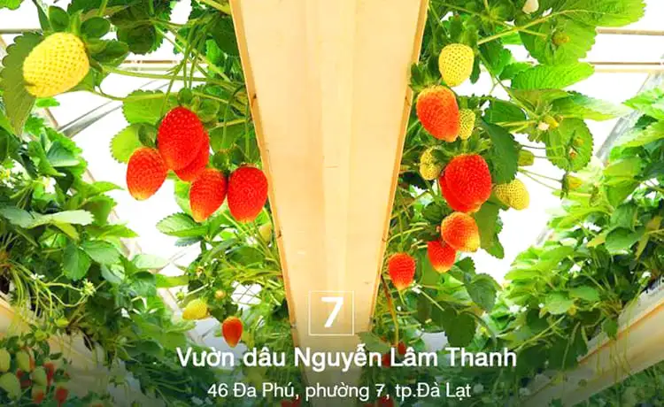 vườn dâu tây nguyễn lâm thành đà lạt