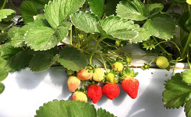 vườn dâu tây đà lạt