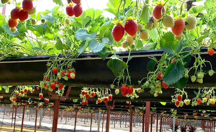 vườn dâu tây nhật bản đà lạt