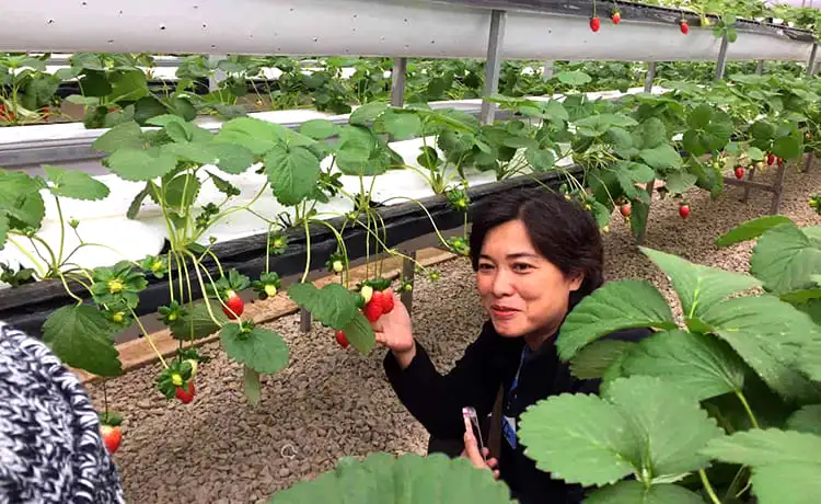 vườn dâu tây phước lộc đà lạt