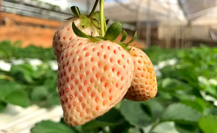 vườn dâu tây trí đức đà lạt