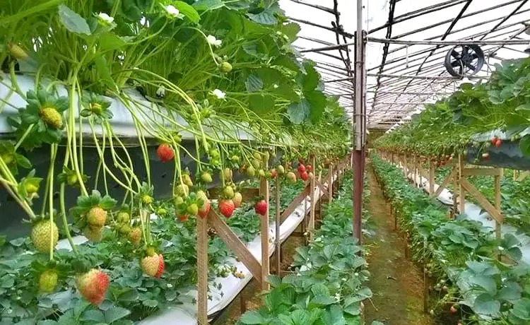 vườn dâu tây tùng nguyên đà lạt