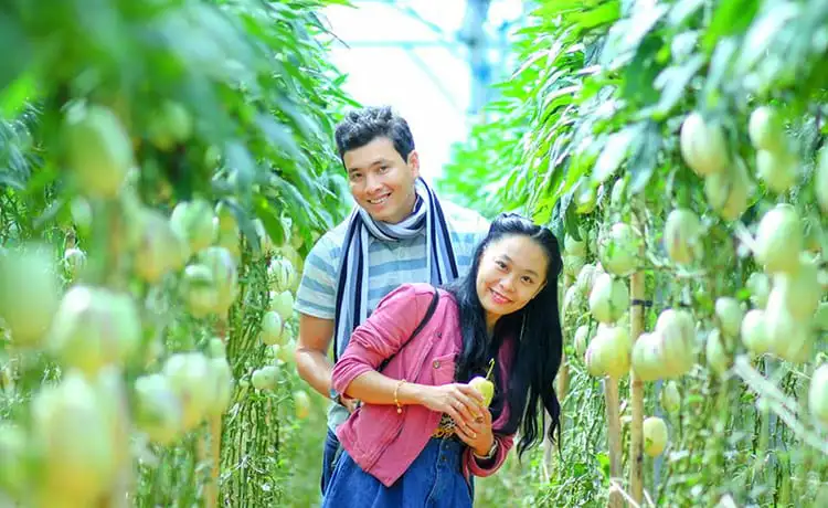 vườn dưa hấu pepino đà lạt
