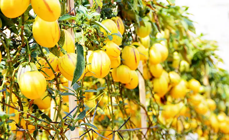 vườn dưa hấu pepino đà lạt