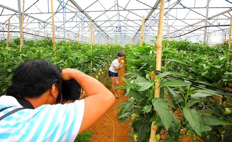 vườn dưa hấu pepino đà lạt