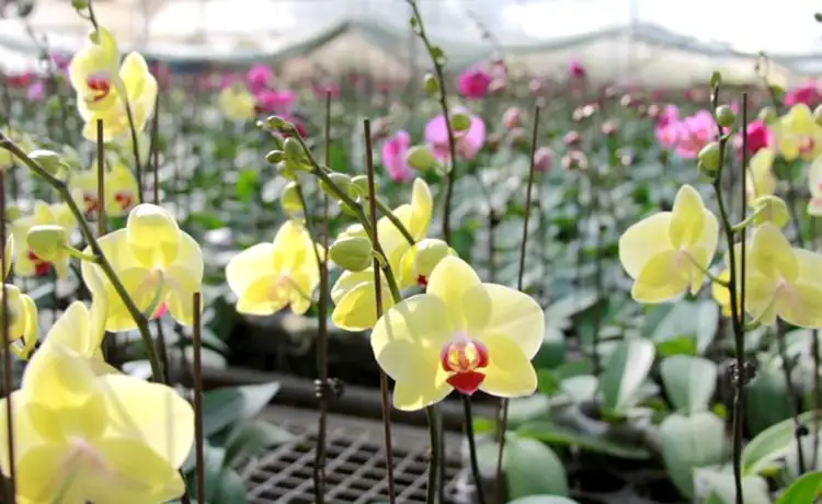 vườn hoa nhiệt đới mộc châu