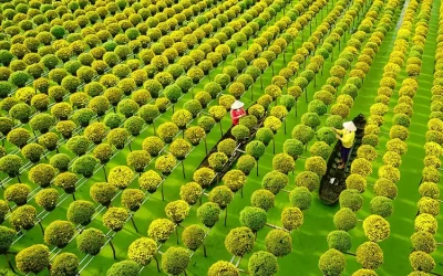 Vườn Hoa Sa Đéc - Điểm đến Đồng Tháp