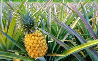 Vườn khóm Bến Lức - Điểm đến Long An