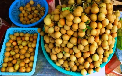 Vườn nhãn cổ Bạc Liêu – Điểm đến Bạc Liêu