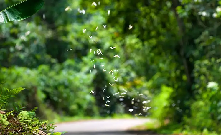 vườn quốc gia cúc phương ninh bình