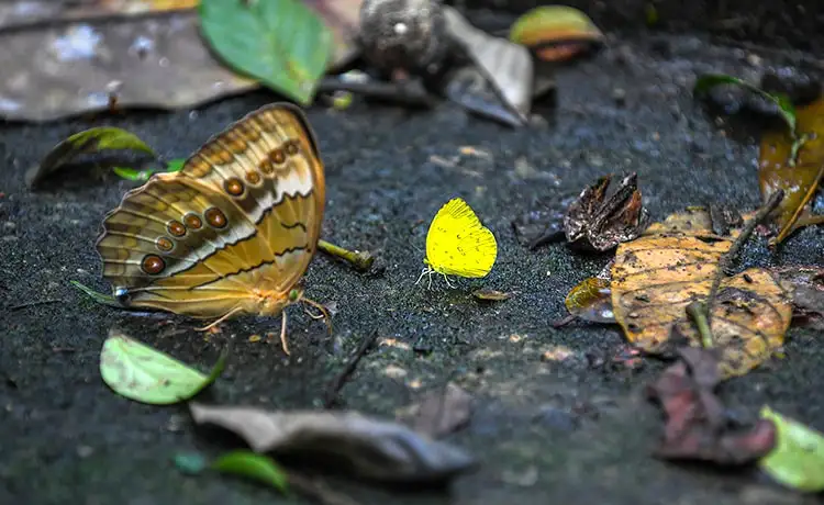 vườn quốc gia cúc phương ninh bình