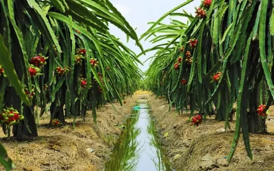 Vườn thanh long - Điểm đến Long An