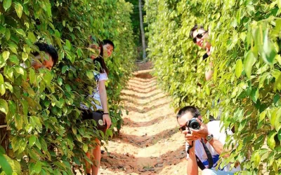 Vườn tiêu - Du lịch Phú Quốc