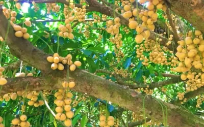 Vườn trái cây Bàu Đồn - Địa Điểm Du Lịch Tây Ninh