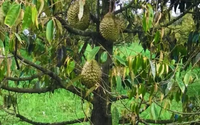 Vườn trái cây Trảng Bàng - Địa Điểm Du Lịch Tây Ninh