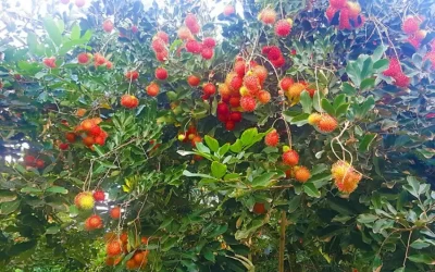 Vườn Trái Cây Út Phương - Địa Điểm Du Lịch Tây Ninh